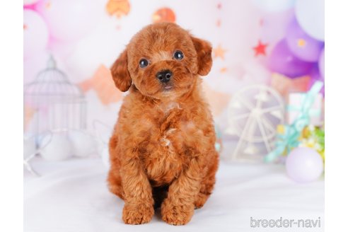 成約済の千葉県のトイプードル-277046の4枚目