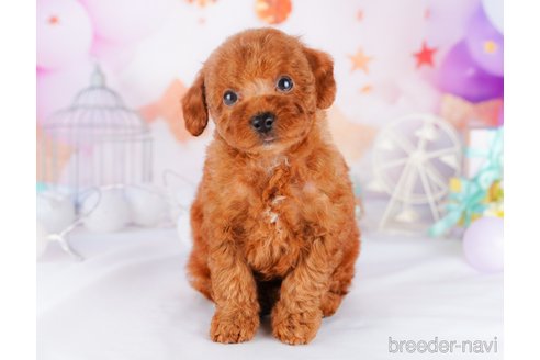 成約済の千葉県のトイプードル-277046の5枚目