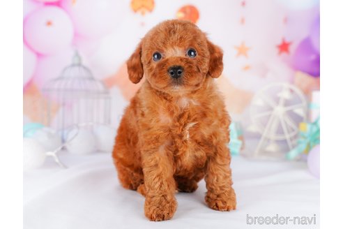 成約済の千葉県のトイプードル-277046の6枚目