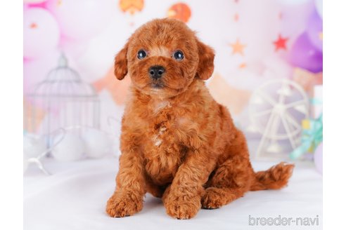 成約済の千葉県のトイプードル-277046の7枚目