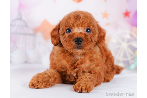 成約済の千葉県のトイプードル-277046の8枚目