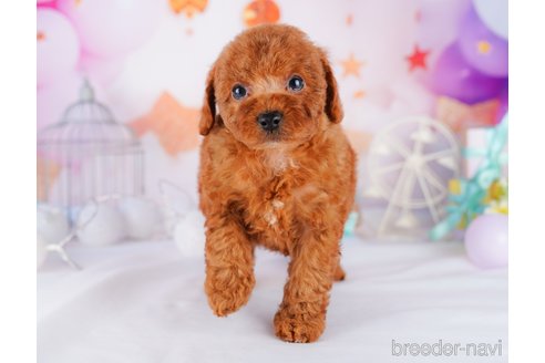 成約済の千葉県のトイプードル-277046の9枚目