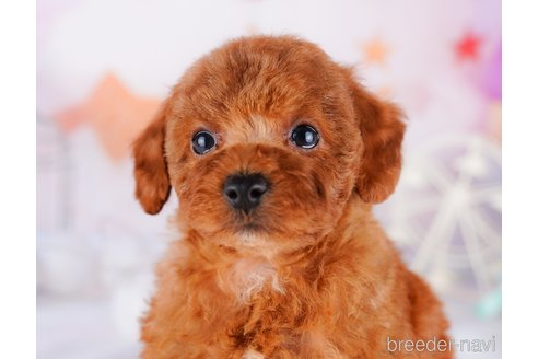 成約済の千葉県のトイプードル-277046の3枚目