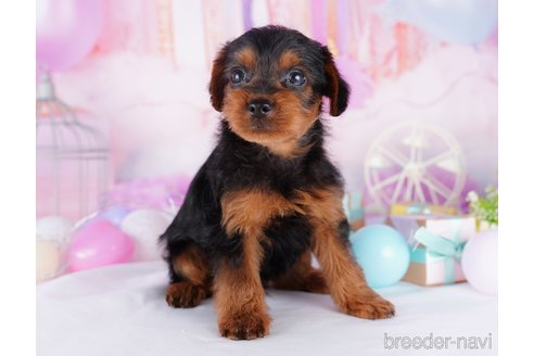 成約済の千葉県のヨープー:ヨークシャーテリア×トイプードル-277051の5枚目