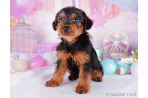 成約済の千葉県のヨープー:ヨークシャーテリア×トイプードル-277051の6枚目