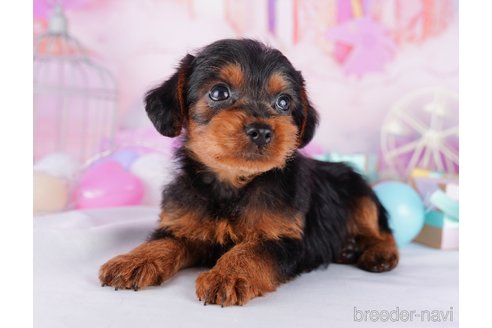 成約済の千葉県のヨープー:ヨークシャーテリア×トイプードル-277051の1枚目