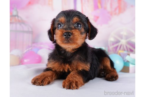 成約済の千葉県のヨープー:ヨークシャーテリア×トイプードル-277051の7枚目