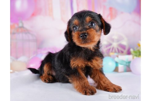 成約済の千葉県のヨープー:ヨークシャーテリア×トイプードル-277051の3枚目