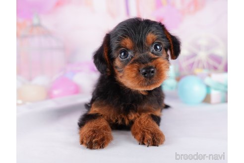 成約済の千葉県のヨープー:ヨークシャーテリア×トイプードル-277051の4枚目