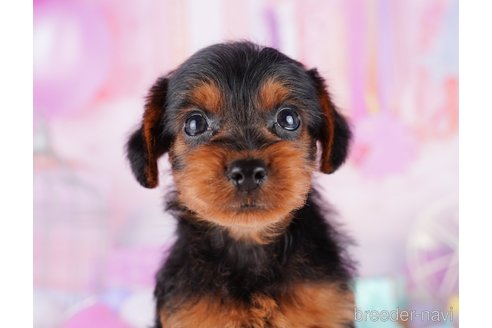 成約済の千葉県のヨープー:ヨークシャーテリア×トイプードル-277051の2枚目