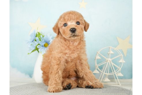 成約済の千葉県のトイプードル-277062の6枚目