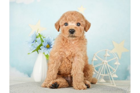 成約済の千葉県のトイプードル-277062の7枚目