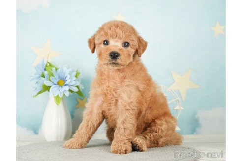 成約済の千葉県のトイプードル-277062の8枚目