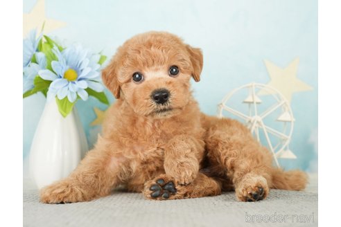 成約済の千葉県のトイプードル-277062の1枚目