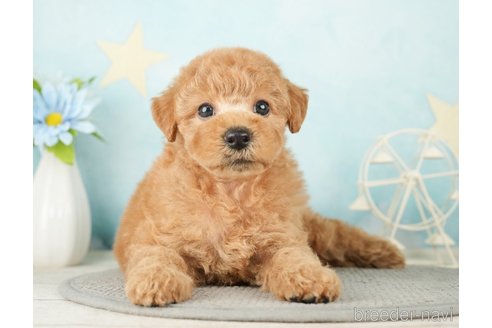 成約済の千葉県のトイプードル-277062の4枚目