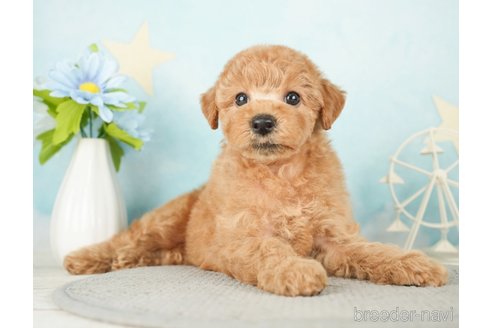 成約済の千葉県のトイプードル-277062の5枚目