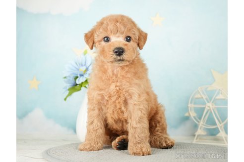 成約済の千葉県のトイプードル-277062の2枚目