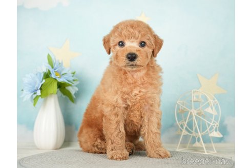 成約済の千葉県のトイプードル-277062の3枚目