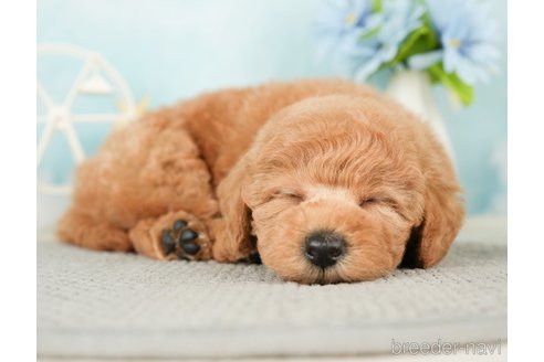 成約済の千葉県のトイプードル-277065の13枚目