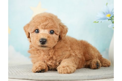 成約済の千葉県のトイプードル-277065の11枚目