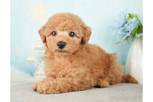 成約済の千葉県のトイプードル-277065の1枚目