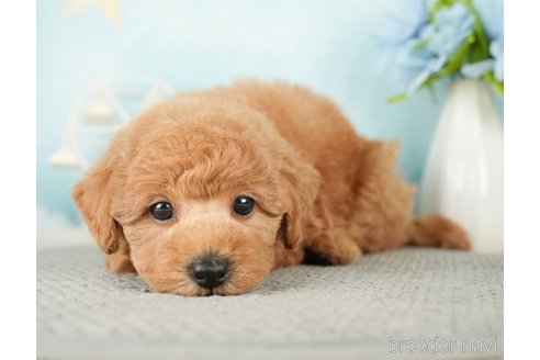 成約済の千葉県のトイプードル-277065の12枚目