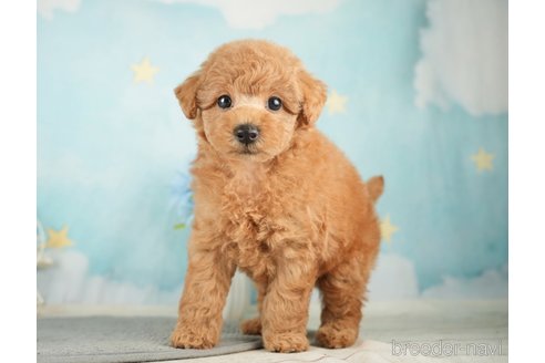 成約済の千葉県のトイプードル-277065の8枚目