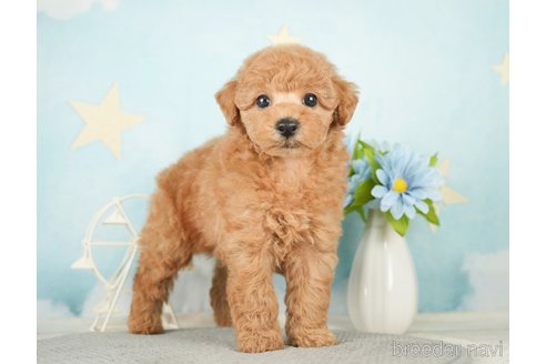 成約済の千葉県のトイプードル-277065の9枚目