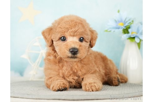 成約済の千葉県のトイプードル-277065の4枚目