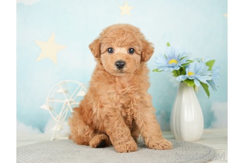 成約済の千葉県のトイプードル-277065の5枚目