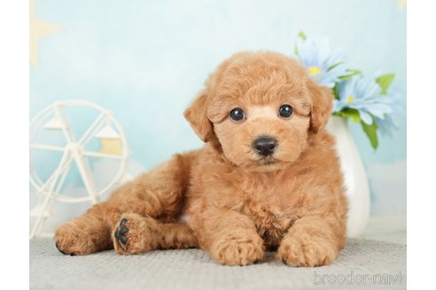 成約済の千葉県のトイプードル-277065の6枚目