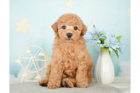 成約済の千葉県のトイプードル-277065の7枚目