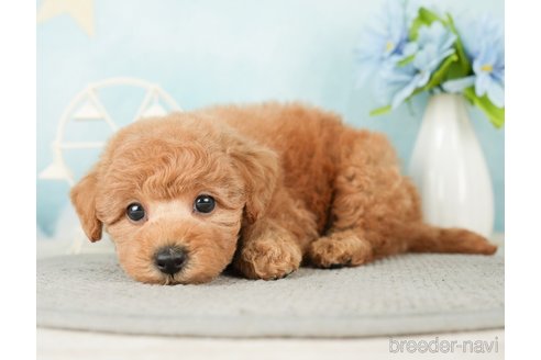 成約済の千葉県のトイプードル-277065の2枚目