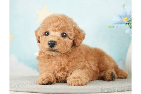 成約済の千葉県のトイプードル-277065の3枚目