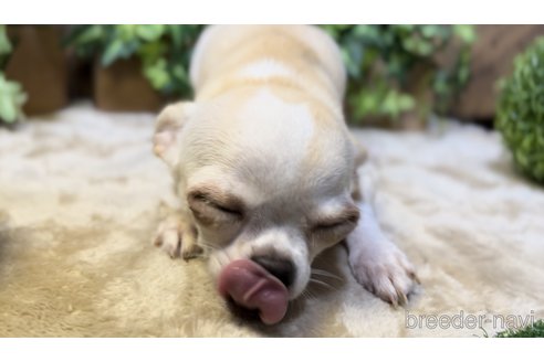 成約済の千葉県のチワワ(スムースコート)-253715の20枚目