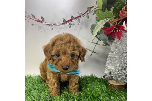 販売中の岐阜県のトイプードル-277092
