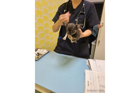 成約済の愛知県のチワワ(ロングコート)-271862の5枚目