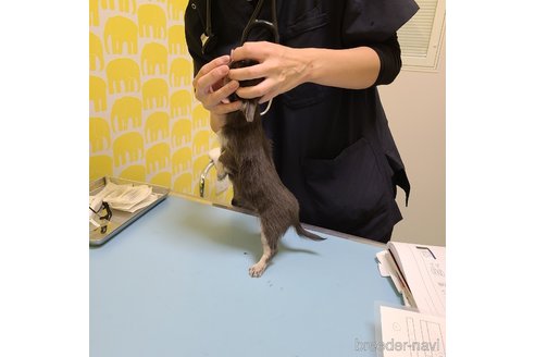 成約済の愛知県のチワワ(ロングコート)-271862の4枚目