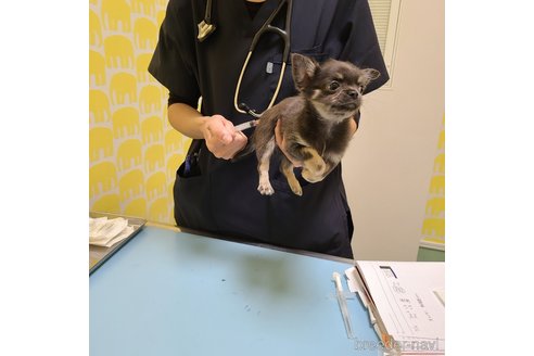 成約済の愛知県のチワワ(ロングコート)-271862の3枚目