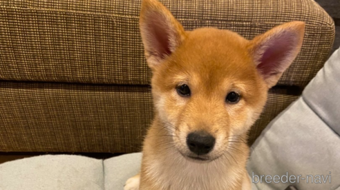 成約済の北海道の柴犬-277144の8枚目