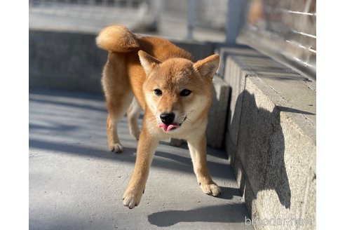 成約済の福岡県の豆柴-256646の6枚目