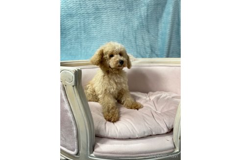 成約済の茨城県のタイニープードル-265938の5枚目