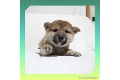 成約済の岡山県の柴犬-270410の20枚目