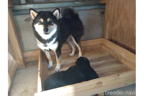 成約済の鹿児島県の柴犬-277207の2枚目