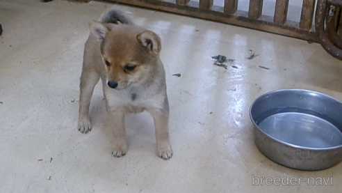 成約済の佐賀県のミックス犬-273984の2枚目