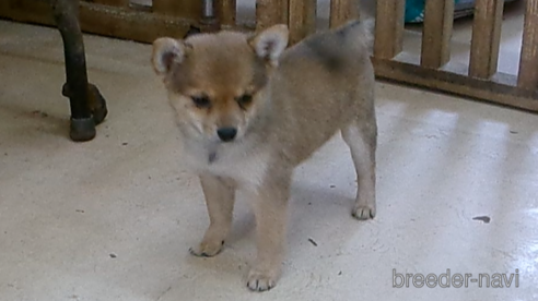 販売中の佐賀県のミックス犬-273984