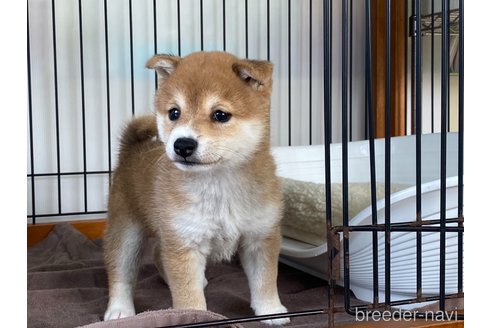 成約済の岡山県の豆柴-277222の5枚目