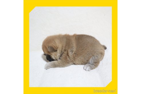 成約済の岡山県の柴犬-272792の17枚目