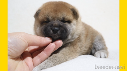 成約済の岡山県の柴犬-272792の16枚目