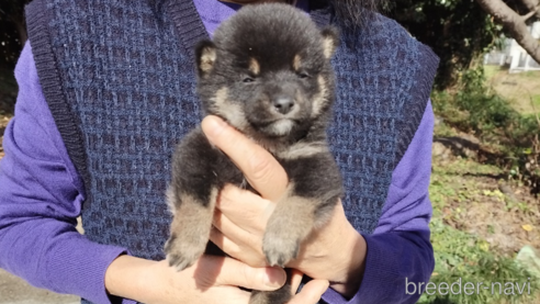 成約済の岡山県の柴犬-277241の1枚目